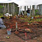 Dégagement des vestiges d'une cabane de trappeur.